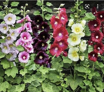 Hollyhock Seeds 100 Pieces Mixed Lot Red, Pink, Yellow, And More - Image 1 of 4