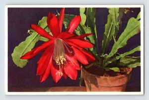 Postal Hoja Cactus Flor Roja Thor Gyger Stehli Serie Años 40 Sin Publicar - Imagen 1 de 2