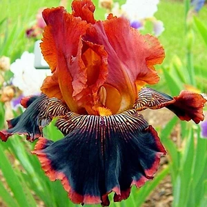 500 Pezzi/Sacchetto Semi di Iris Tectorum, Clima Temperato, Senza OGM, Veloce - Foto 1 di 13