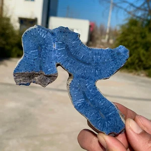 64 g natürliches blaues Korallenriff Cluster marine Mineral Kristall Probe - Bild 1 von 20