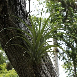 Rara Tillandsia Exótica 'Fasciculata', Semillas de Alta Calidad, Alta Tasa de Éxito - Imagen 1 de 1