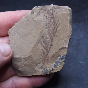 Planta fósil de hojas de secuoya 48gr Metasequoia sp. 40 - Imagen 1 de 7