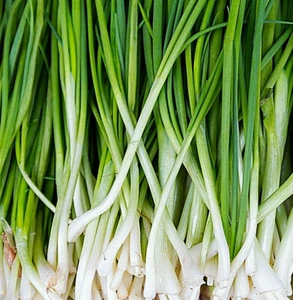 1,200+ GREEN ONION SEEDS: Tokyo Long White Bunching, Scallion BULK USA FREE SHIP - Picture 1 of 6