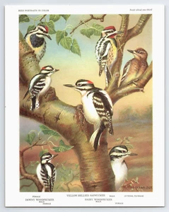 1960 Birds Portraits in Color WOODPECKERS Set No. 1 - Picture 1 of 2