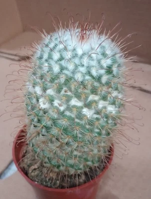 Mammillaria stanleyi Clumping Fish Hook White Wool Cactus Pink Flowers 63 - Image 1 of 2
