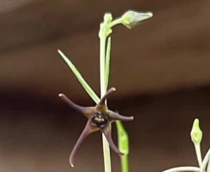 Tuber Brachystelma sp. Thailandia (marrone) + certificato fitosanitario raro!!! - Foto 1 di 4