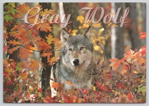 Postcard Gray Wolf Canis lupus in the Woods Autumn Colors Fall Leaves - Picture 1 of 2
