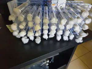 poly Reine fourmis messor barbarus +couvain - Afbeelding 1 van 1