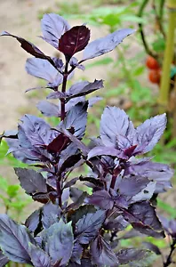 Granate moscatel albahaca - más de 10 semillas - ¡PÚRPURA y AROMÁTICO! - F 051 - Imagen 1 de 1