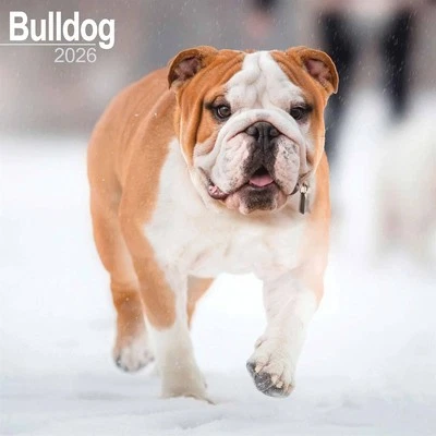AVONSIDE PUBLISHING LTD Bulldog Calendar 2026 - Dogs - Month To View