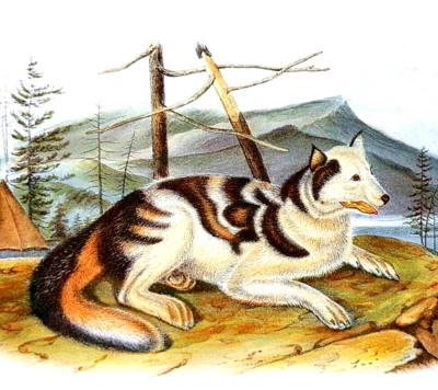 John Audubon Wildlife HARE INDIAN DOG Vintage Livro Placa Estampa - Imagem 1 de 4