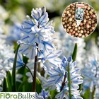 PUSCHKINIA LIBANOTICA BULBS 'Russian Snowdrops' Spring Flowering plants