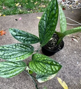 Monstera Peru Plant, Rare Monstera Karstenianum Live houseplant With Pot - Picture 1 of 15