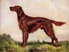 1930S Vintage Irish Setter Print F T Daws Irish Setter Wall Art Decor 5018L