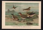 1880 - Halsband Giarol Vgel Vogel bird birds Farblithographie Naumann