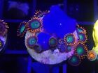 wysiwyg live coral Goblins On Fire Blue Mushroom Combo