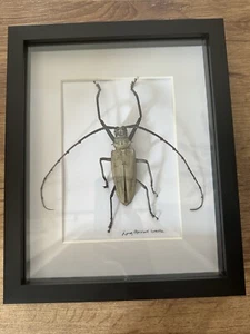 Real Longhorned Beetle Framed taxidermy - Picture 1 of 4