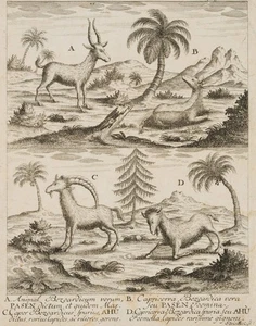 J. STRIDBECK (*1666), Ziegen und Steinböcken, um 1700, Kupferstich Rokoko - Picture 1 of 4
