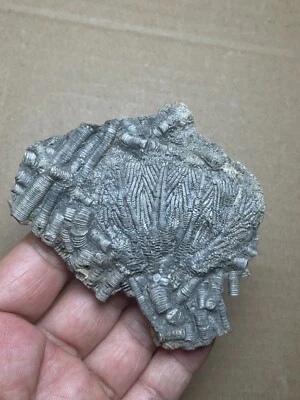 84g beautiful Triassic Natural crinoid specimen Geologic rock - Image 1 of 4