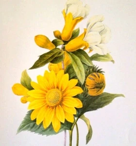 Redoute Bouquet Botanical Flowers Print Book Plate 58 Grenadier a'fleurs blanche - Picture 1 of 3