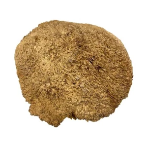 Australien Rouge Gomme Burl Casquette/Horloge 23 x 23 X 6 inches, 52.30 Lbs #110 - Picture 1 of 4