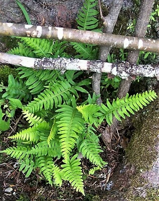 Rock Ferns Polypody Native Maine Woodland Plants pond edge - Image 1 of 2