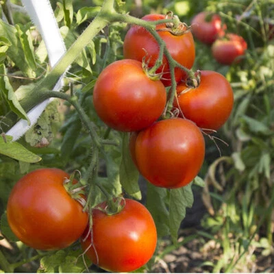 Arkansas Traveler Tomato Seeds, NON-GMO, Heirloom, Heat Tolerant, FREE SHIP - Image 1 of 2
