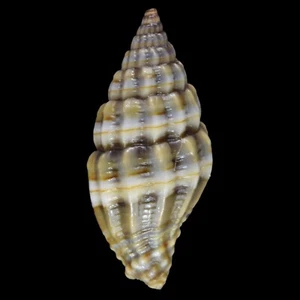 VEXILLUM DAEDALUM (Liloan, Filipinas) 12,7 mm #47545 - Imagen 1 de 3