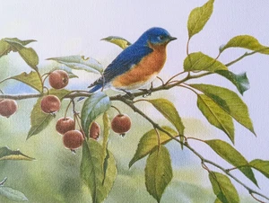 Tarjeta de felicitación artística de colección naturaleza pájaro azul oriental bayas - Imagen 1 de 1