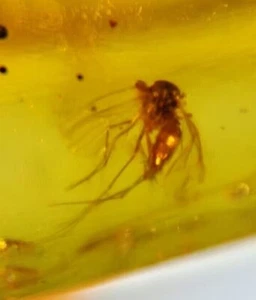 MA55 Ámbar fósil con insecto, Mosquito de 99 millones, Cretácico!!! - Picture 1 of 5