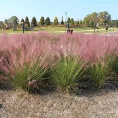 PINK MUHLY GRASS MUHLENBERGIA CAPILLARIS ORNAMENTAL PINK FEATHERY FLOWERS HARDY - Image 1 of 4