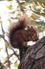 Squirrel Eating a Nut in a Tree Poster Picture Photo Cute Rodent  Animal Tails