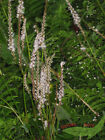Schneeknöterich weißer Kerzenknöterich zart u. wild Großflanze im 17cm Topf
