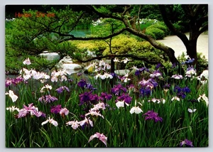 Tarjeta postal continental vintage Heian Shrine Blooming Iris Garden Kioto Japón - Imagen 1 de 2