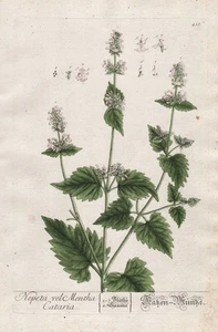 Nepeta Cataria Catnip Mint Catnip Blackwell Kräuterbuch Engraving - Picture 1 of 1