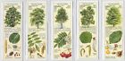 Vintage Cards - Depicting 25 TYHOO TEA CARDS, TREES OF THE COUNTRYSIDE - 1937