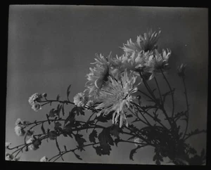 Diapositiva Linterna Mágica MAMÁS FECHA 1903 ESTUDIO FOTOGRÁFICO DE FLORES CRISANTEMOS - Imagen 1 de 3