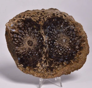 PALAEOSMUNDA WILLIAMSII Gould Plant Fossil Slice, QLD Australia S484 - Imagen 1 de 4