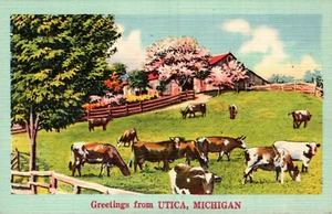 UTICA, MICHIGAN "Grüße von" POSTKARTE Milchkühe grasen - Bild 1 von 2