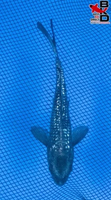 6" GIN RIN SORAGOI Live Koi Fish Garden Pond 10/18 - Image 1 of 4