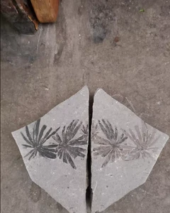 Fossil of whorled plants Natural Devonian prehistoric Jurassic biota Fossils - Picture 1 of 6