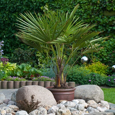 Palm Tree, Trachycarpus fortunei, Chusan Windmill, 60-80cm Tall, Includes Trunk - Image 1 of 4