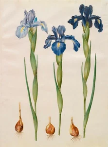Gottorfer Codex : "Iris xiphioides" (1649-1659) — Giclee Fine Art Print - Picture 1 of 7