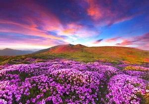 VLIES Fototapete-BLUMENWIESE-(4164V)-Natur Landschaft Berge Blumen Wolken Himmel - Bild 1 von 5