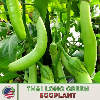 20 Thai Long Green Eggplant Seeds, Solanum melongena, Non-GMO, Genuine USA - Image 1 of 2