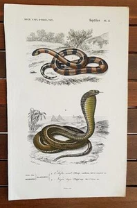 Gravure ancienne vers1840 Buffon: ELAPS CORAIL, NAJA HAJE. Ordre des OPHIDIENS - Imagen 1 de 1