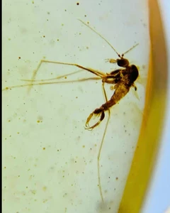 Cretaceous Fossil Burmese amber burmite mosquito insect amber Fossil Myanmar - Picture 1 of 4