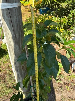 GRAFTED CHOQUETTE AVOCADO TREE - Image 1 of 4