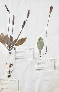 Botanica - Tavola Erbario XIX - Piante Secche - Primulacee 11 - Picture 1 of 7