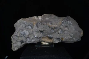 Nucula Bivalves / Soda Springs, Idaho / Esemplare fossile 18,7 cm - Foto 1 di 4